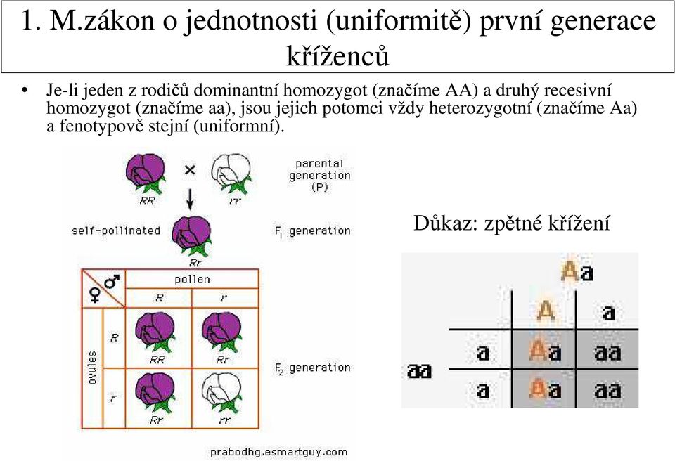 recesivní homozygot (značíme aa), jsou jejich potomci vždy