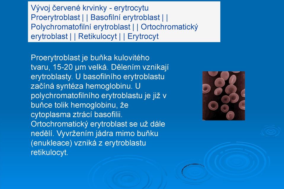 U basofilního erytroblastu začíná syntéza hemoglobinu.