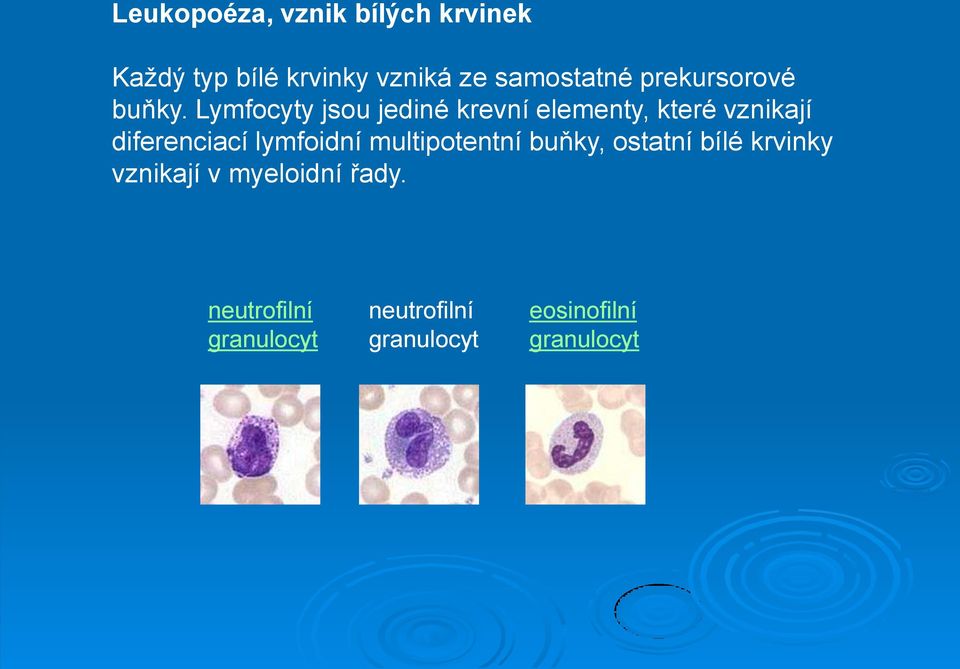 Lymfocyty jsou jediné krevní elementy, které vznikají diferenciací lymfoidní