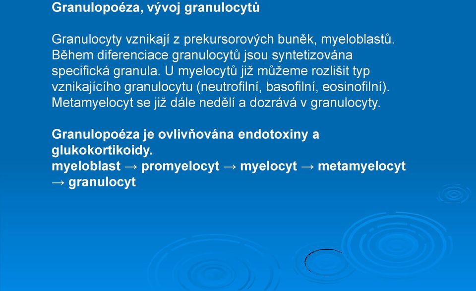 U myelocytů již můžeme rozlišit typ vznikajícího granulocytu (neutrofilní, basofilní, eosinofilní).