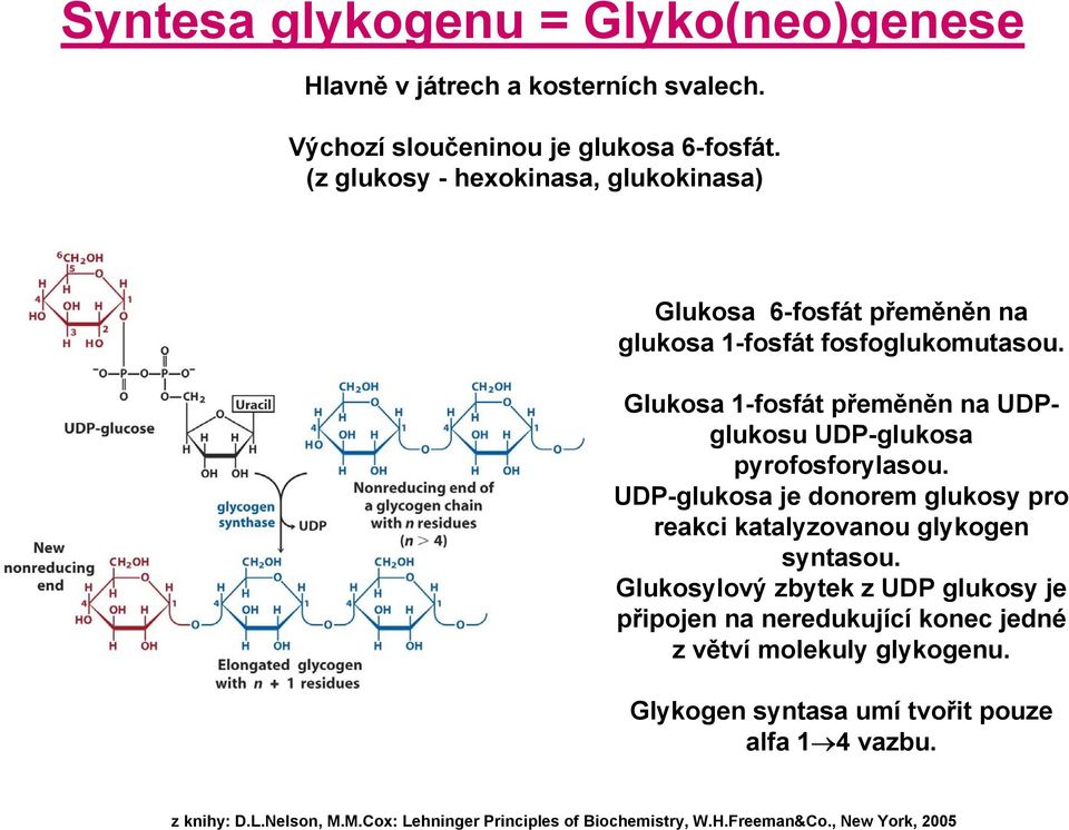 Glukosa 1-fosfát přeměněn na UDPglukosu UDP-glukosa pyrofosforylasou.