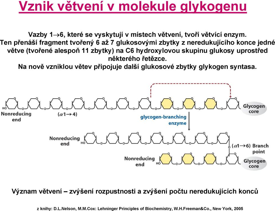 11 zbytky) na C6 hydroxylovou skupinu glukosy uprostřed některého řetězce.