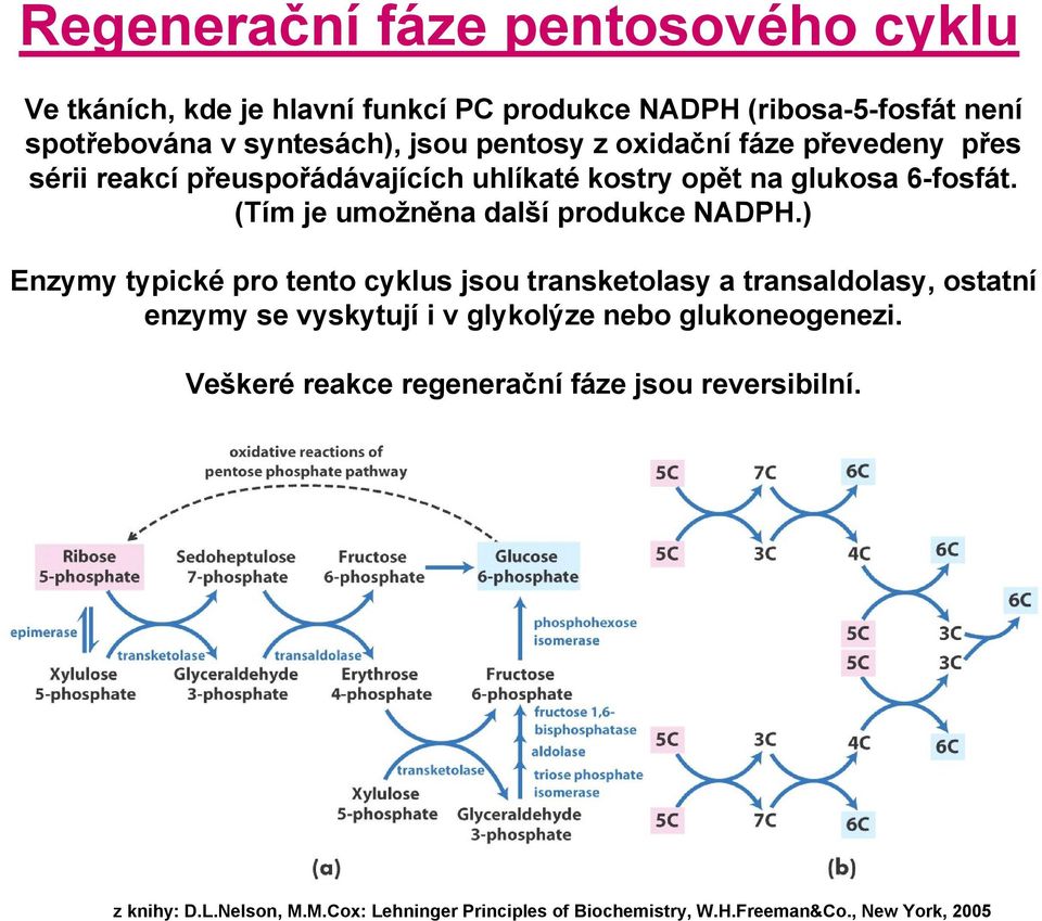 kostry opět na glukosa 6-fosfát. (Tím je umožněna další produkce NADPH.