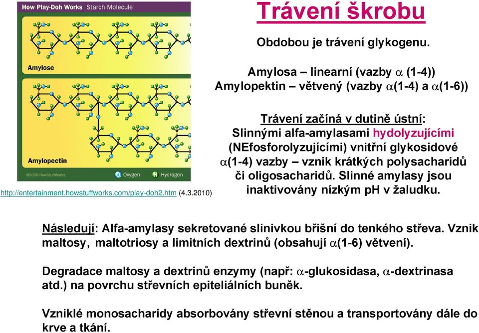 Slinné amylasy jsou inaktivovány nízkým ph v žaludku. Následují: Alfa-amylasy sekretované slinivkou břišní do tenkého střeva.