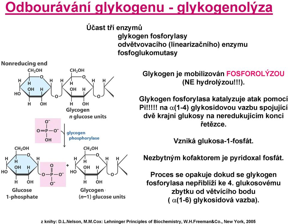 !!!! na α(1-4) glykosidovou vazbu spojující dvě krajní glukosy na neredukujícím konci řetězce. Vzniká glukosa-1-fosfát.