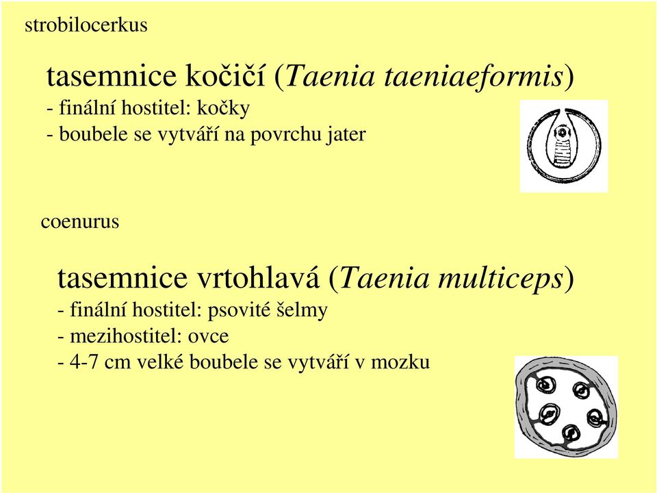 tasemnice vrtohlavá (Taenia multiceps) - finální hostitel: