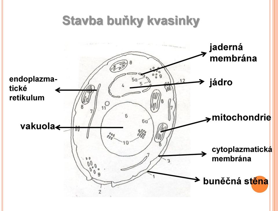 retikulum vakuola jádro