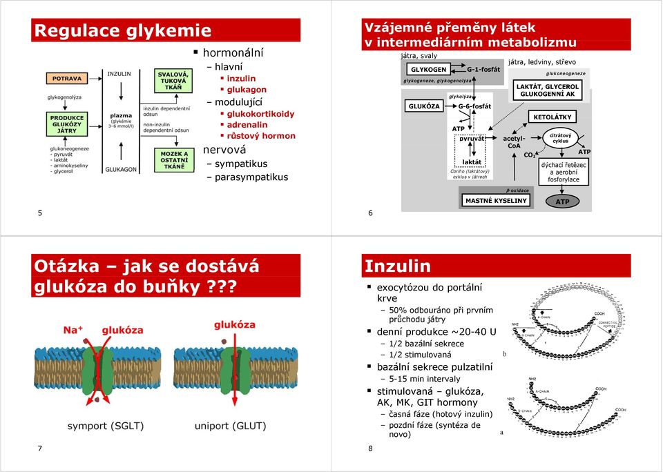 CoA CO 2 ATP laktát dýchací řetězec Coriho (laktátový) a aerobní cyklus v játrech fosforylace β-oxidace 5 6 MASTNÉ KYSELINY ATP Otázka jak se dostává glukóza do buňky?