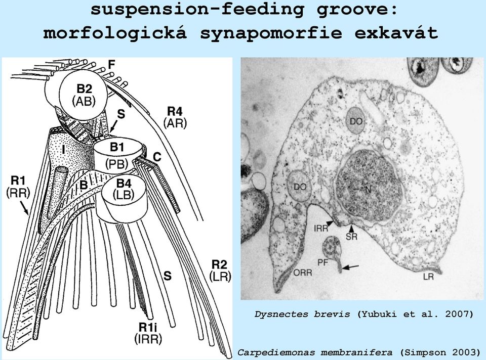 Dysnectes brevis (Yubuki et al.