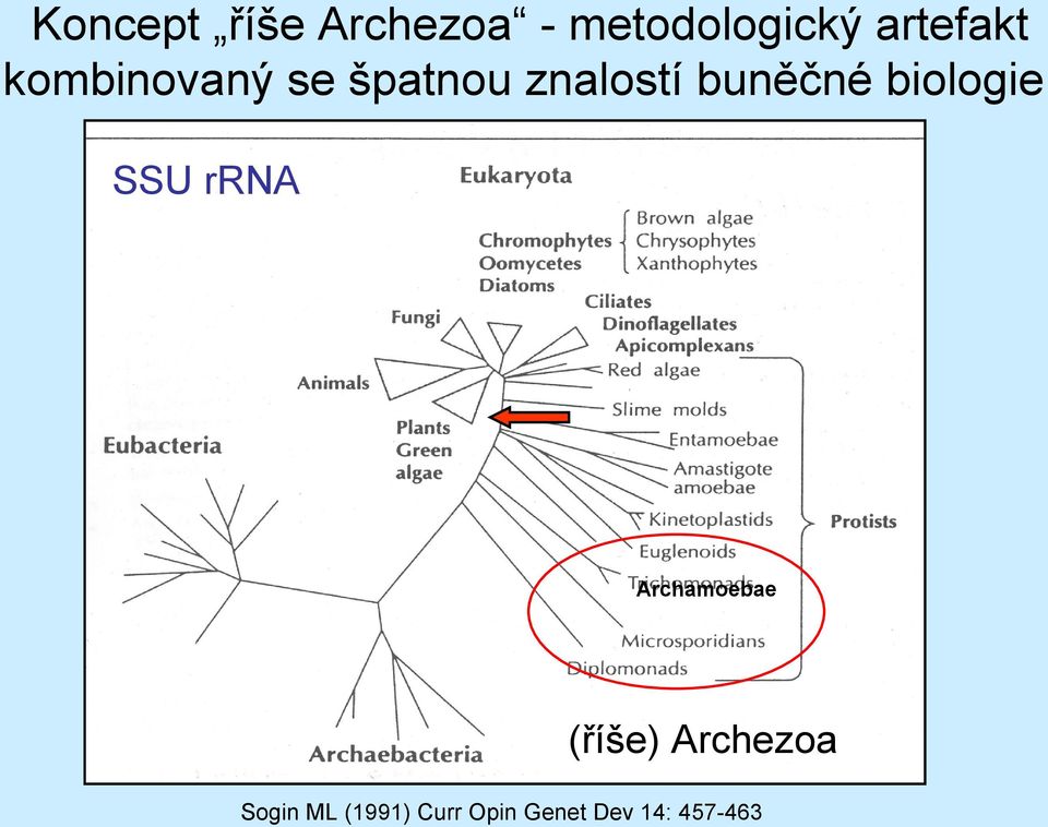 buněčné biologie SSU rrna Archamoebae (říše)