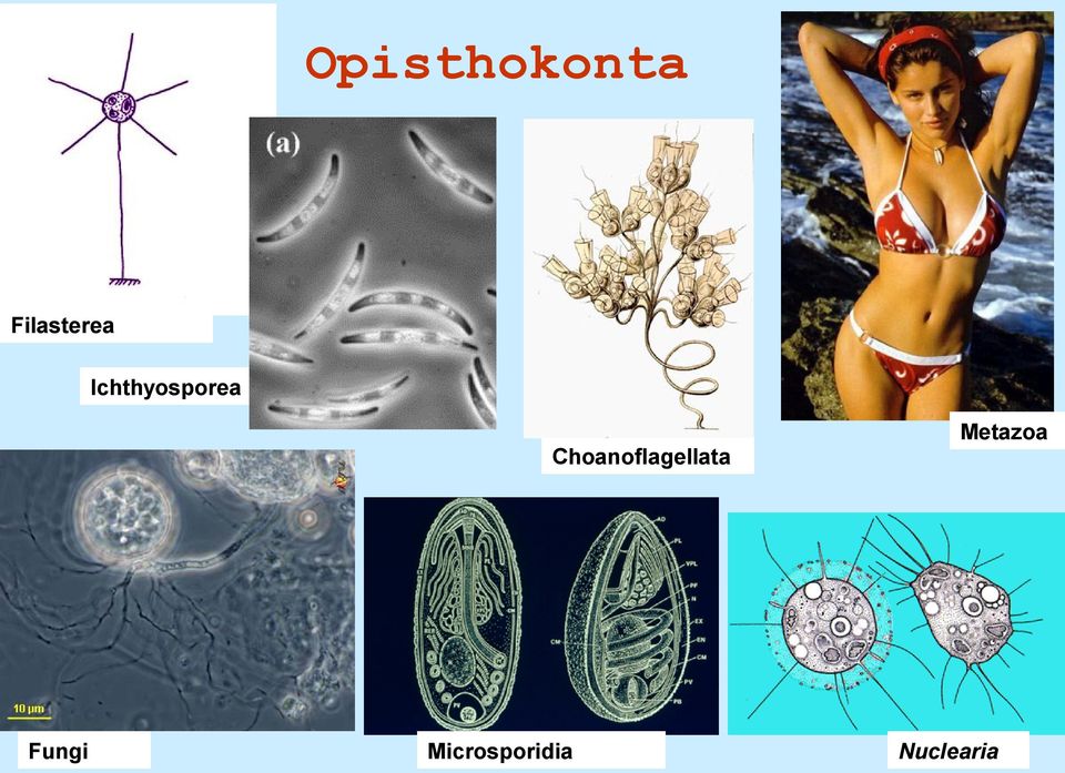 Ichthyosporea Metazoa