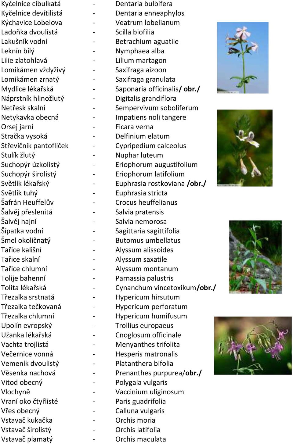 / Náprstník hlinožlutý - Digitalis grandiflora Netřesk skalní - Sempervivum soboliferum Netykavka obecná - Impatiens noli tangere Orsej jarní - Ficara verna Stračka vysoká - Delfinium elatum