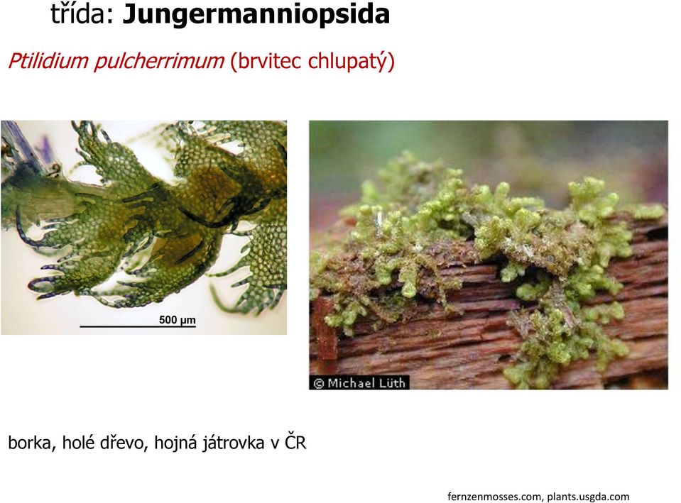 borka, holé dřevo, hojná játrovka v