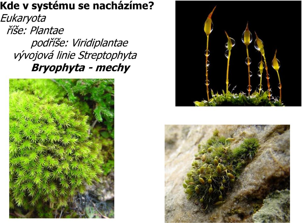 podříše: Viridiplantae