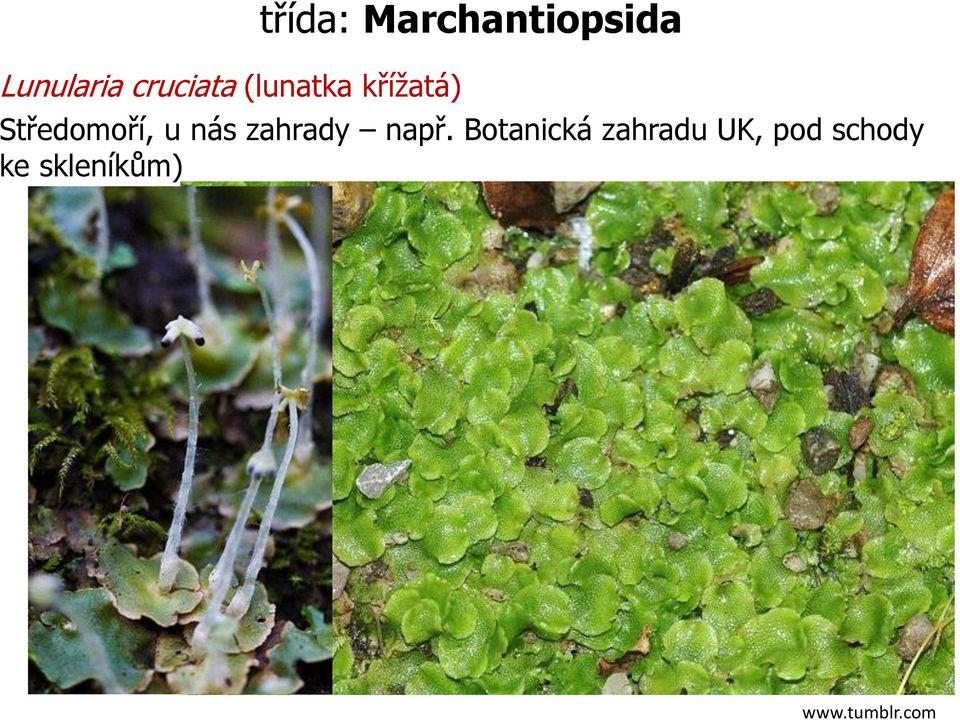 křížatá) třída: Marchantiopsida