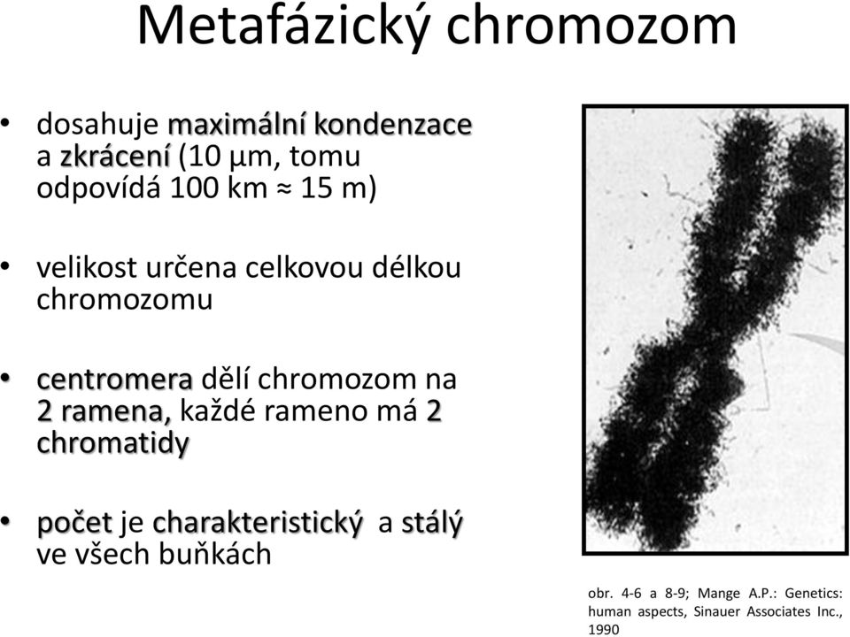 2 ramena, každé rameno má 2 chromatidy počet je charakteristický a stálý ve všech