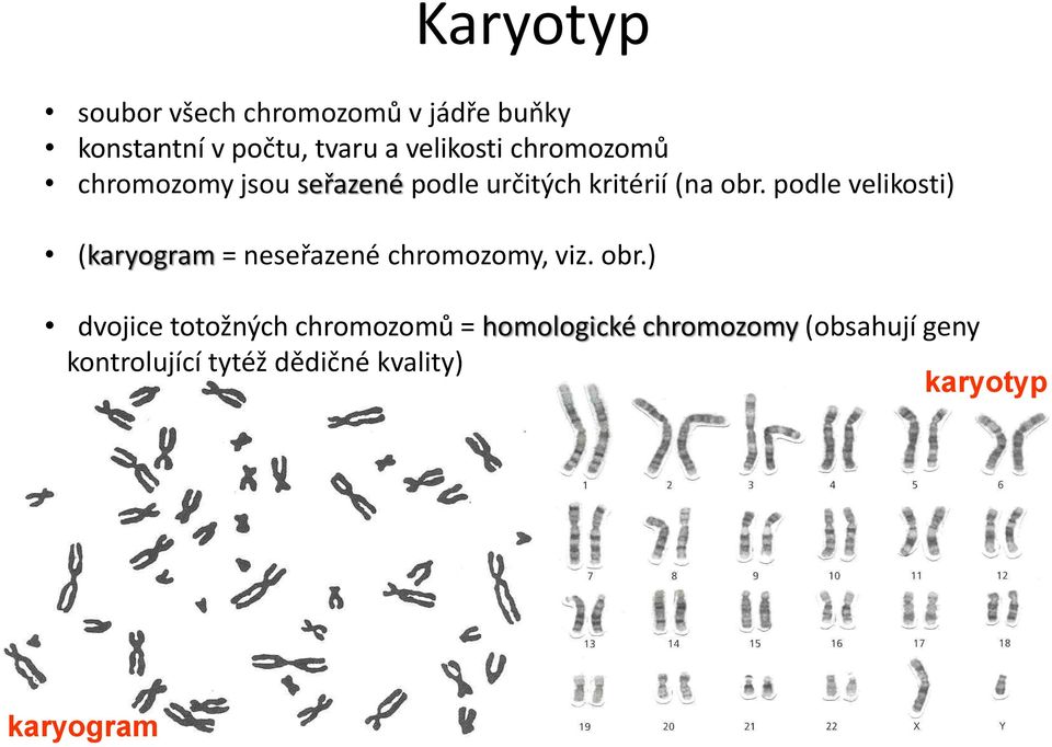 podle velikosti) (karyogram = neseřazené chromozomy, viz. obr.