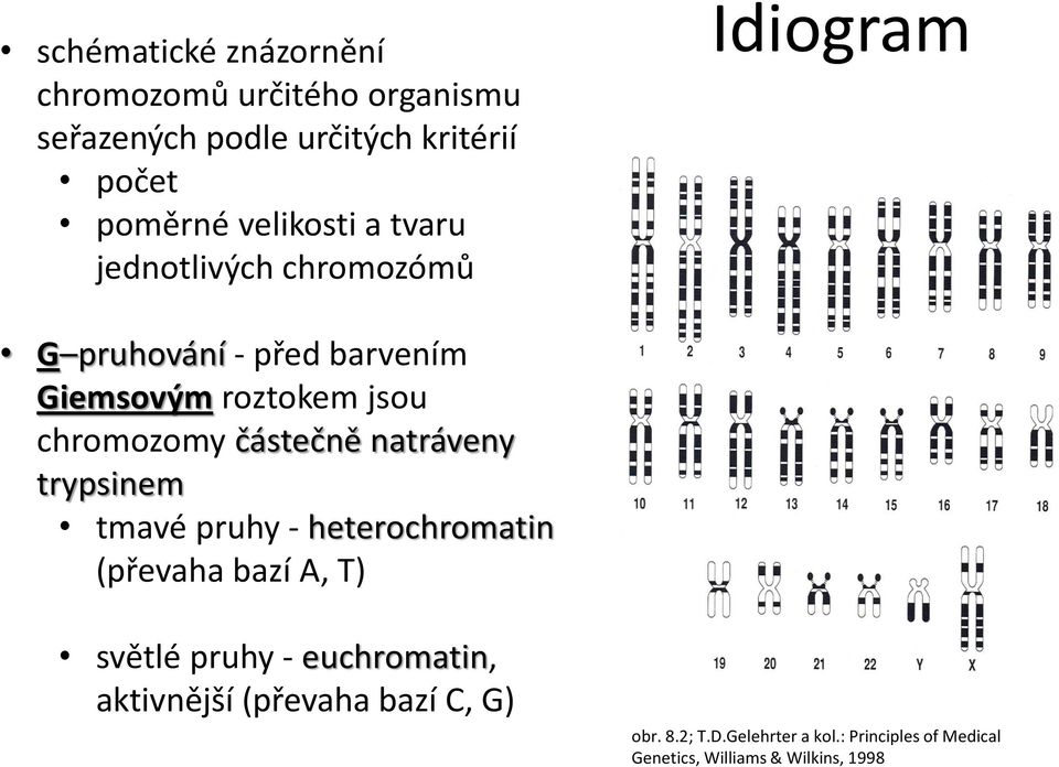 chromozomy částečně natráveny trypsinem tmavé pruhy - heterochromatin (převaha bazí A, T) světlé pruhy -