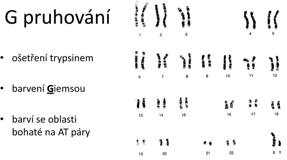 Giemsou barví se