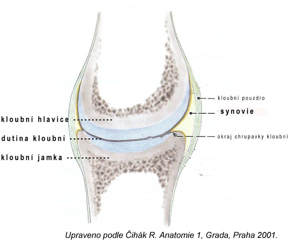 Anatomie 1,