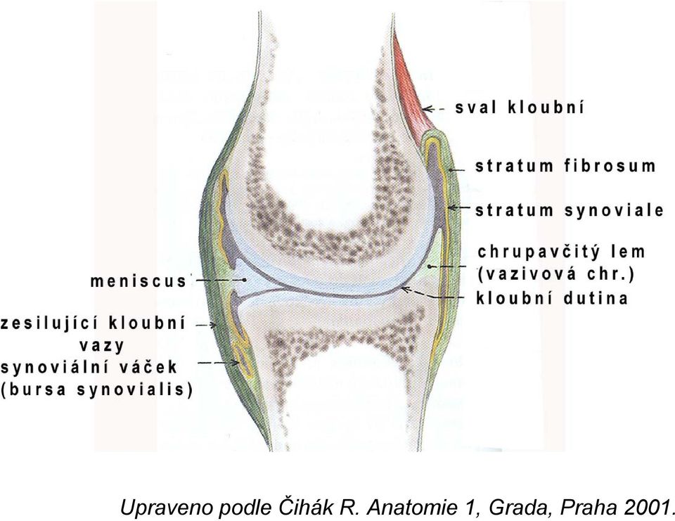 Anatomie 1,