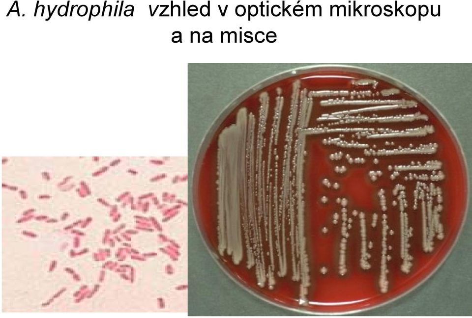 optickém