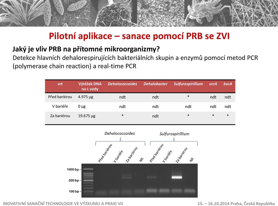 reaction) a real-time PCR vrt Výtěžek DNA na L vody Dehalococcoides Dehalobacter Sulfurospirillium