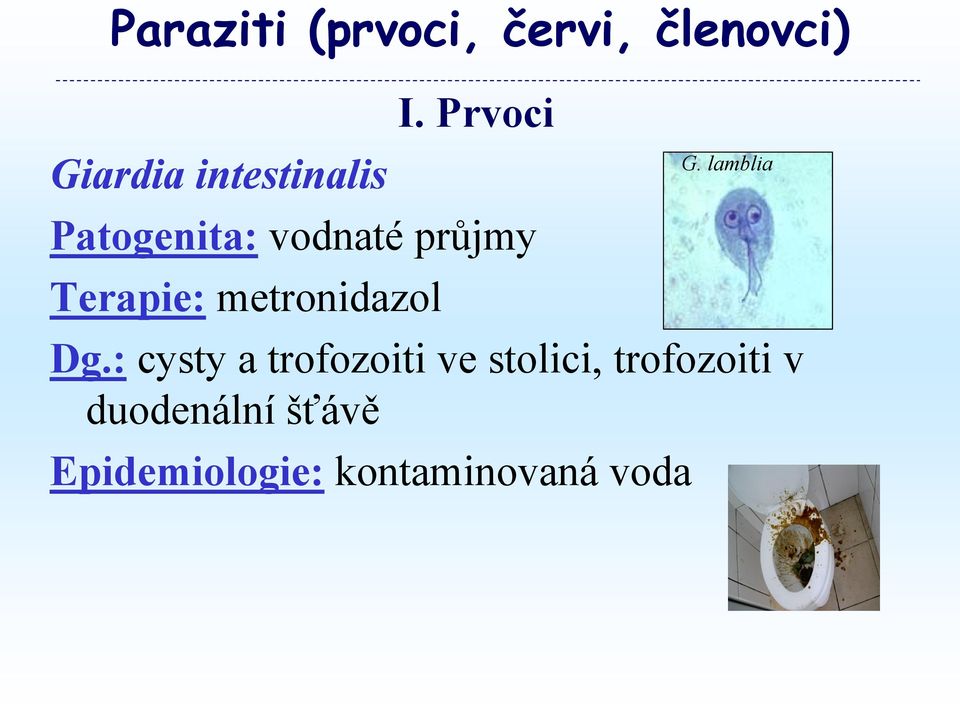 metronidazol Dg.