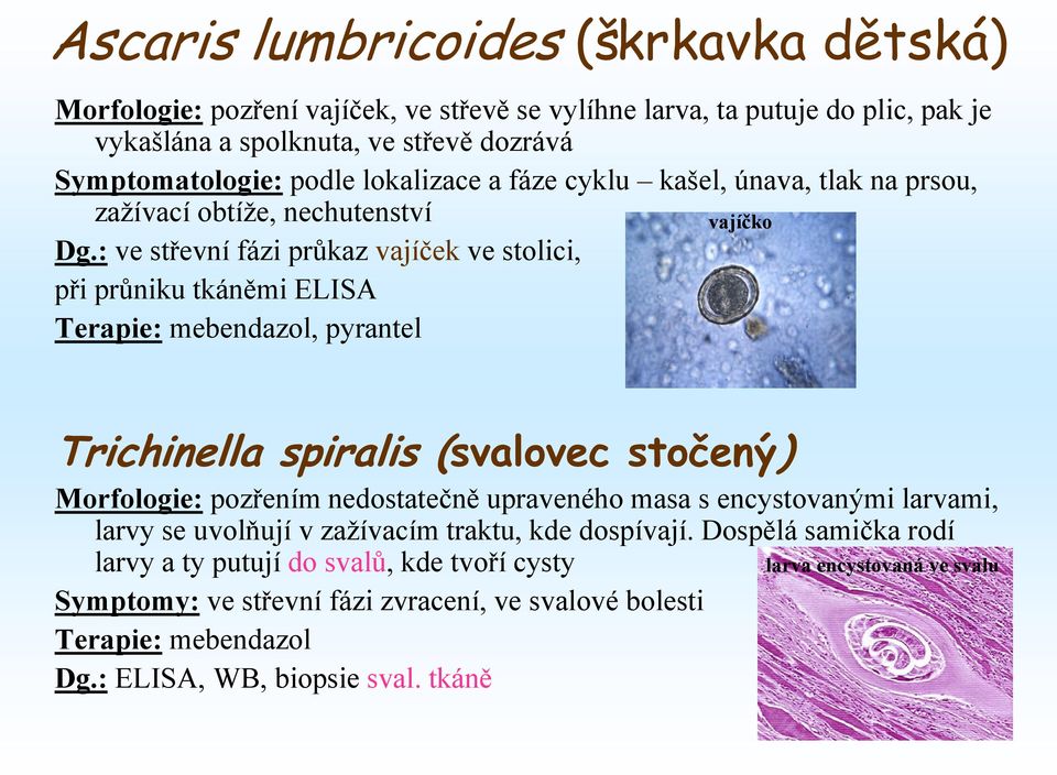 : ve střevní fázi průkaz vajíček ve stolici, při průniku tkáněmi ELISA Terapie: mebendazol, pyrantel vajíčko Trichinella spiralis (svalovec stočený) Morfologie: pozřením nedostatečně