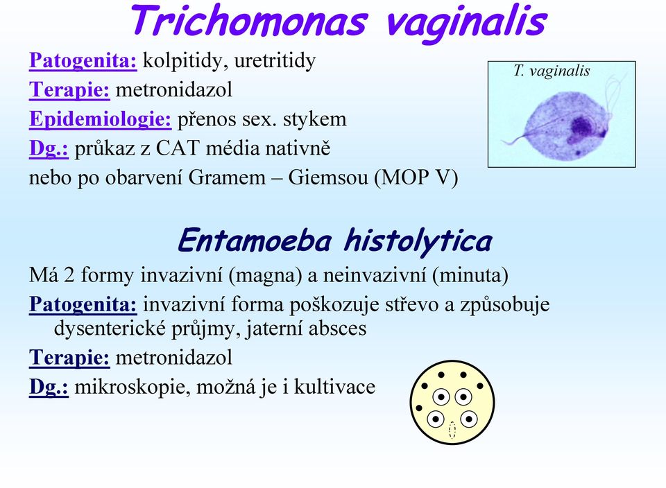 vaginalis Entamoeba histolytica Má 2 formy invazivní (magna) a neinvazivní (minuta) Patogenita: invazivní