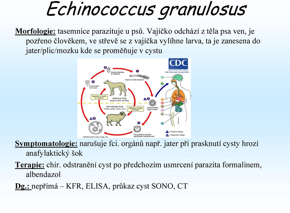 jater/plic/mozku kde se proměňuje v cystu Symptomatologie: narušuje fci. orgánů např.