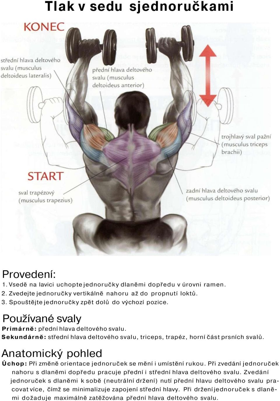 Anatomický pohled Úchop: Při změně orientace jednoruček se mění i umístění rukou. Při zvedání jednoruček nahoru s dlaněmi dopředu pracuje přední i střední hlava deltového svalu.