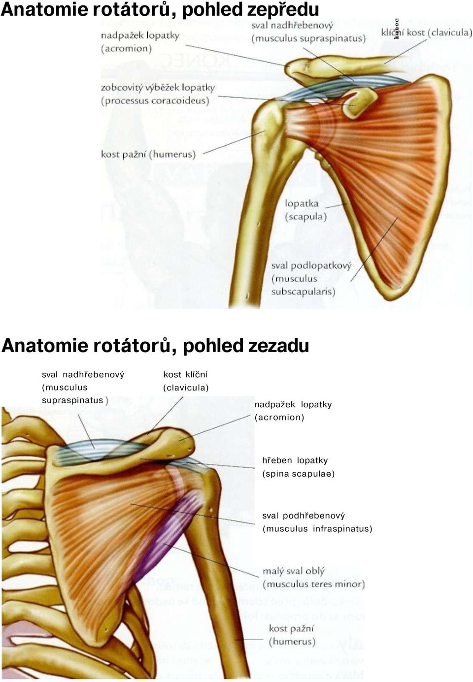 kost klíční (clavicula) nadpažek lopatky (acromion) hřeben