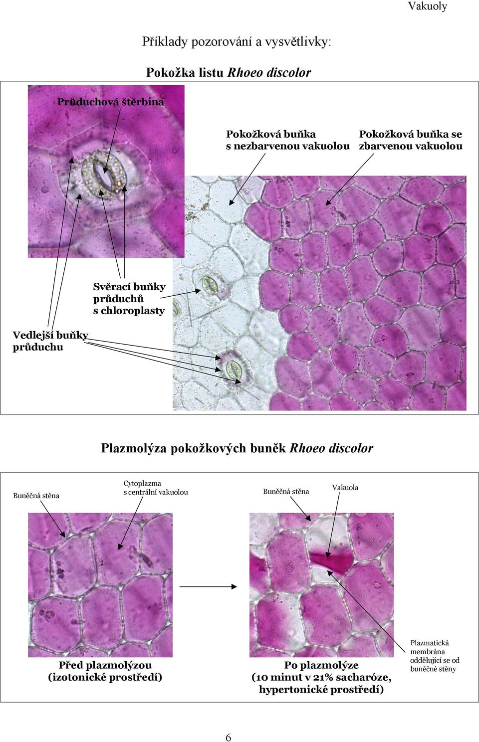 buněk Rhoeo discolor Buněčná stěna Cytoplazma s centrální vakuolou Buněčná stěna Vakuola Před plazmolýzou (izotonické