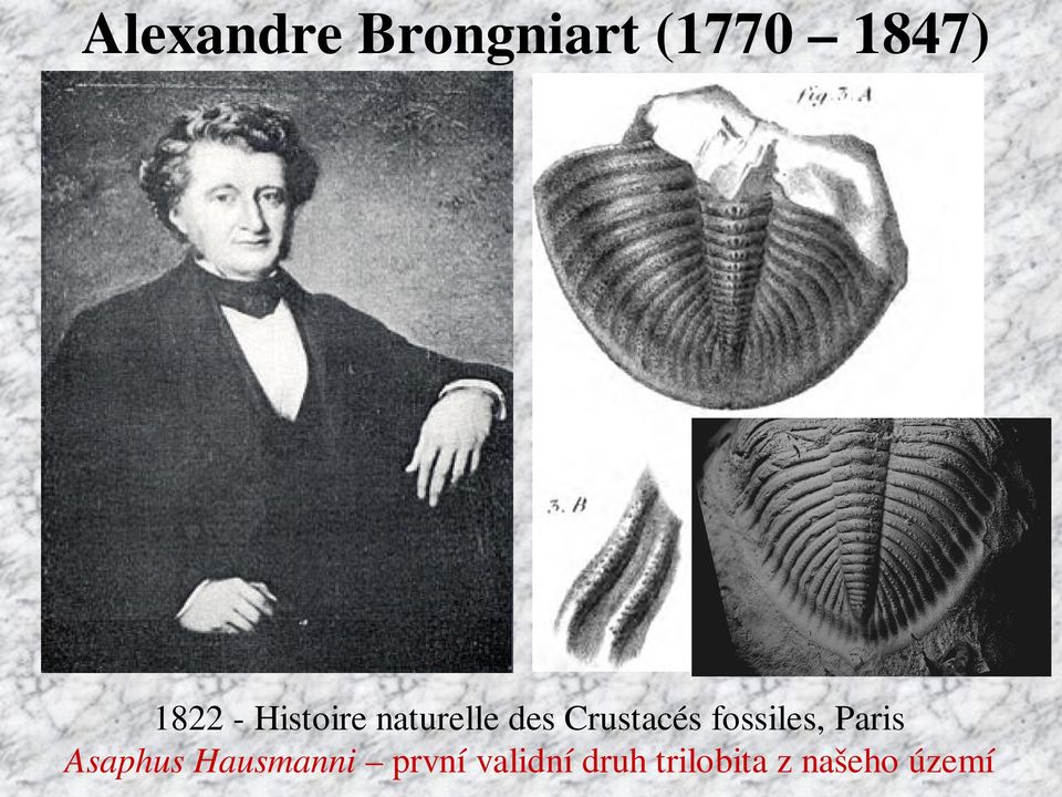 fossiles, Paris Asaphus Hausmanni