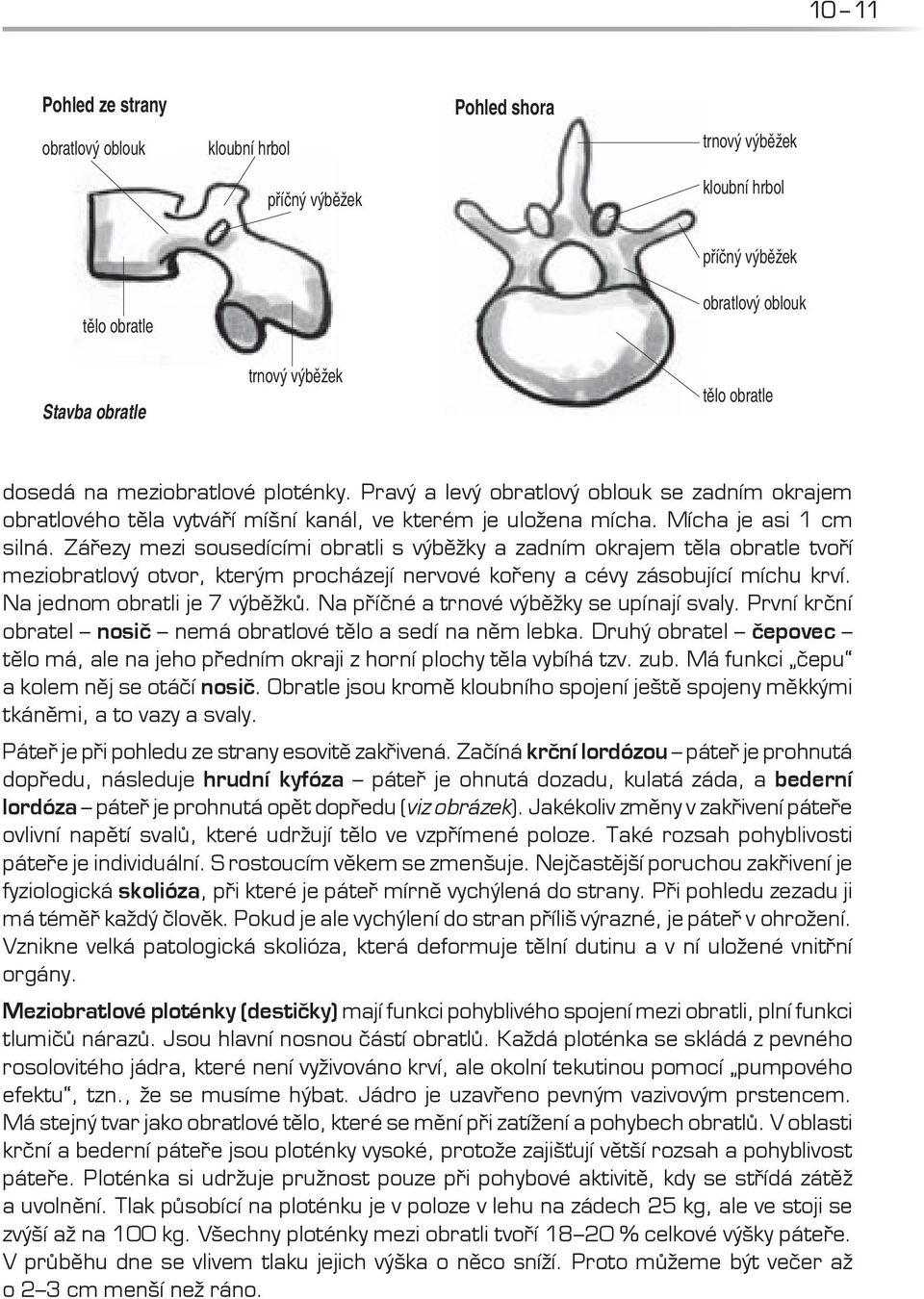 Zářezy mezi sousedícími obratli s výběžky a zadním okrajem těla obratle tvoří meziobratlový otvor, kterým procházejí nervové kořeny a cévy zásobující míchu krví. Na jednom obratli je 7 výběžků.