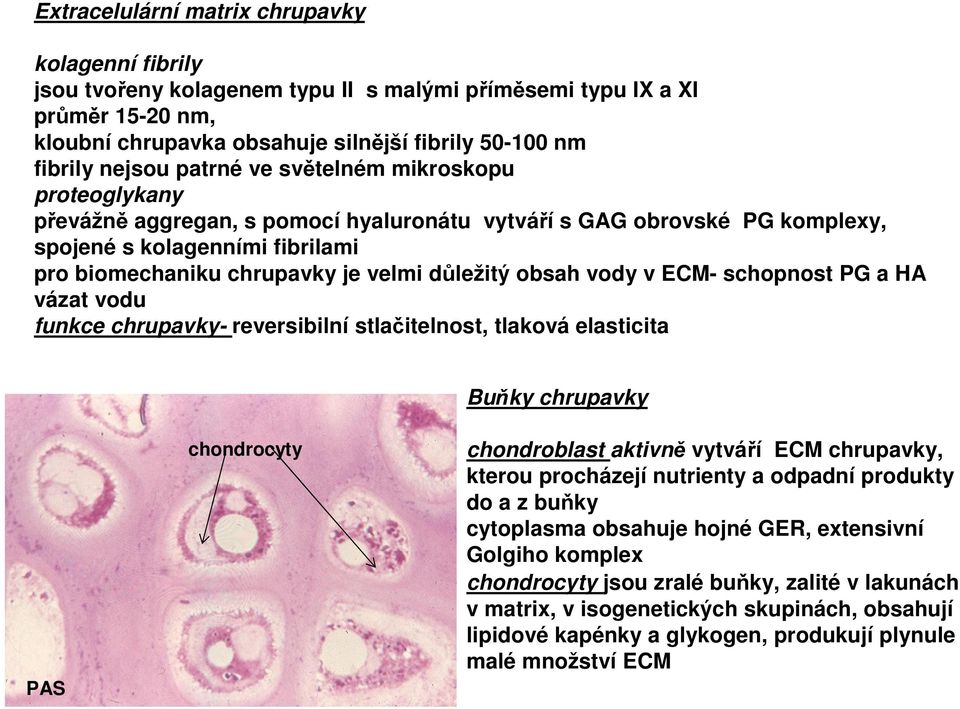 obsah vody v ECM- schopnost PG a HA vázat vodu funkce chrupavky- reversibilní stlačitelnost, tlaková elasticita Buňky chrupavky PAS chondrocyty chondroblast aktivně vytváří ECM chrupavky, kterou