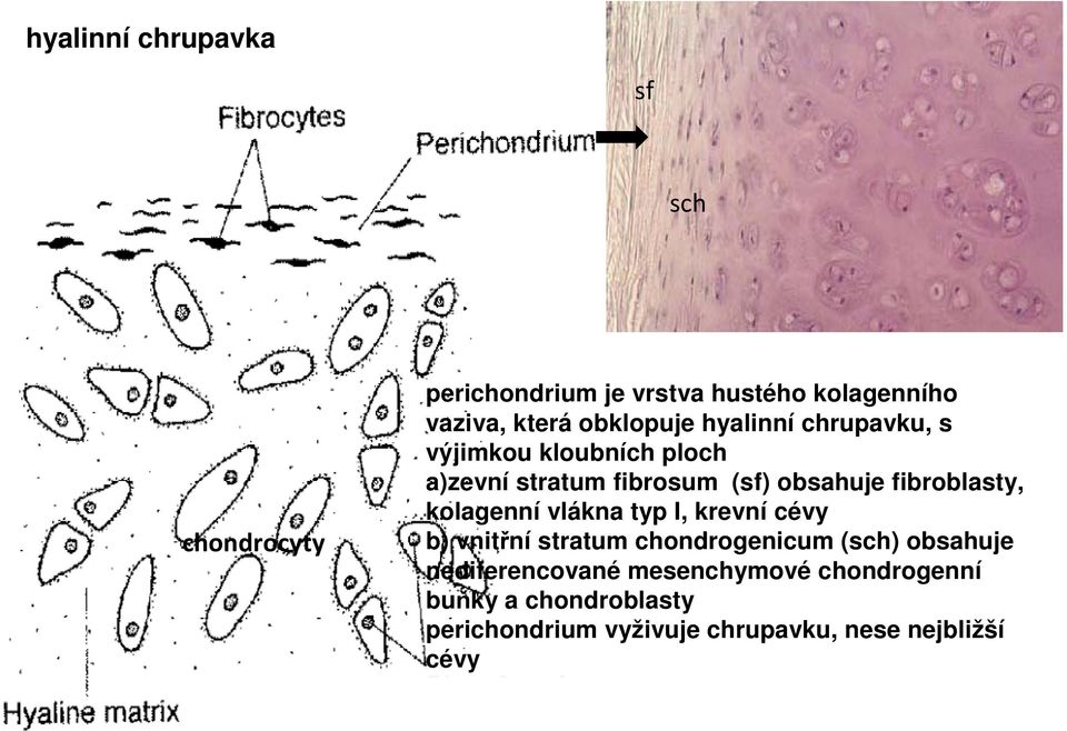 fibroblasty, kolagenní vlákna typ I, krevní cévy b) vnitřní stratum chondrogenicum (sch) obsahuje