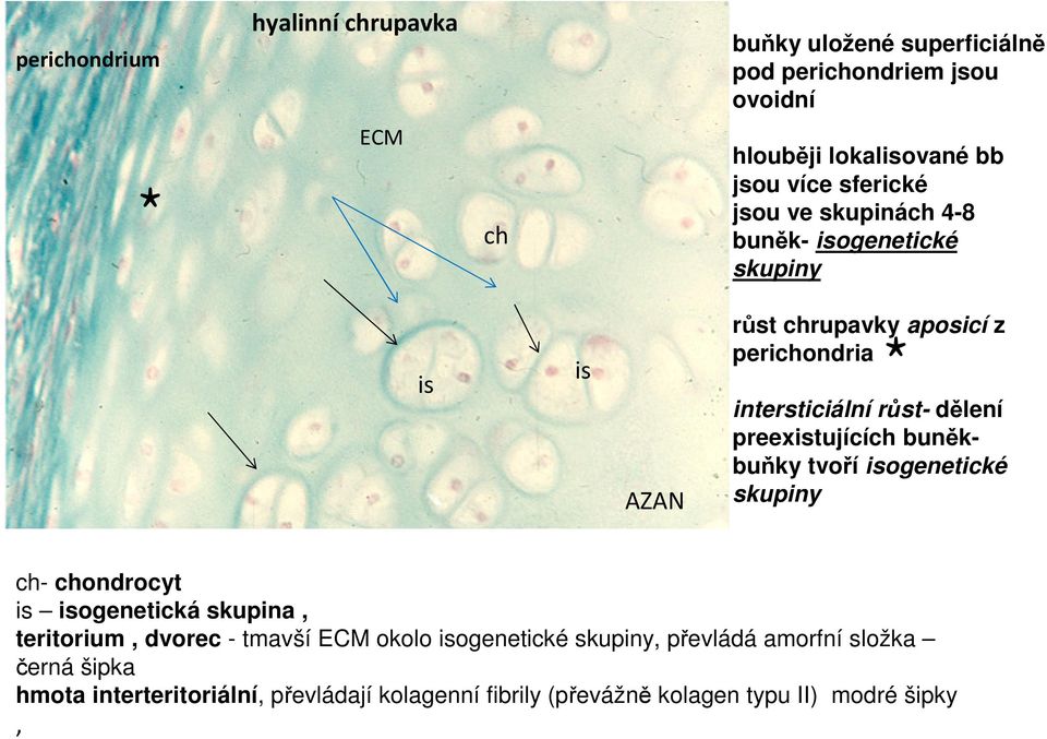 preexistujících buněkbuňky tvoří isogenetické skupiny ch- chondrocyt is isogenetická skupina, teritorium, dvorec - tmavší ECM okolo