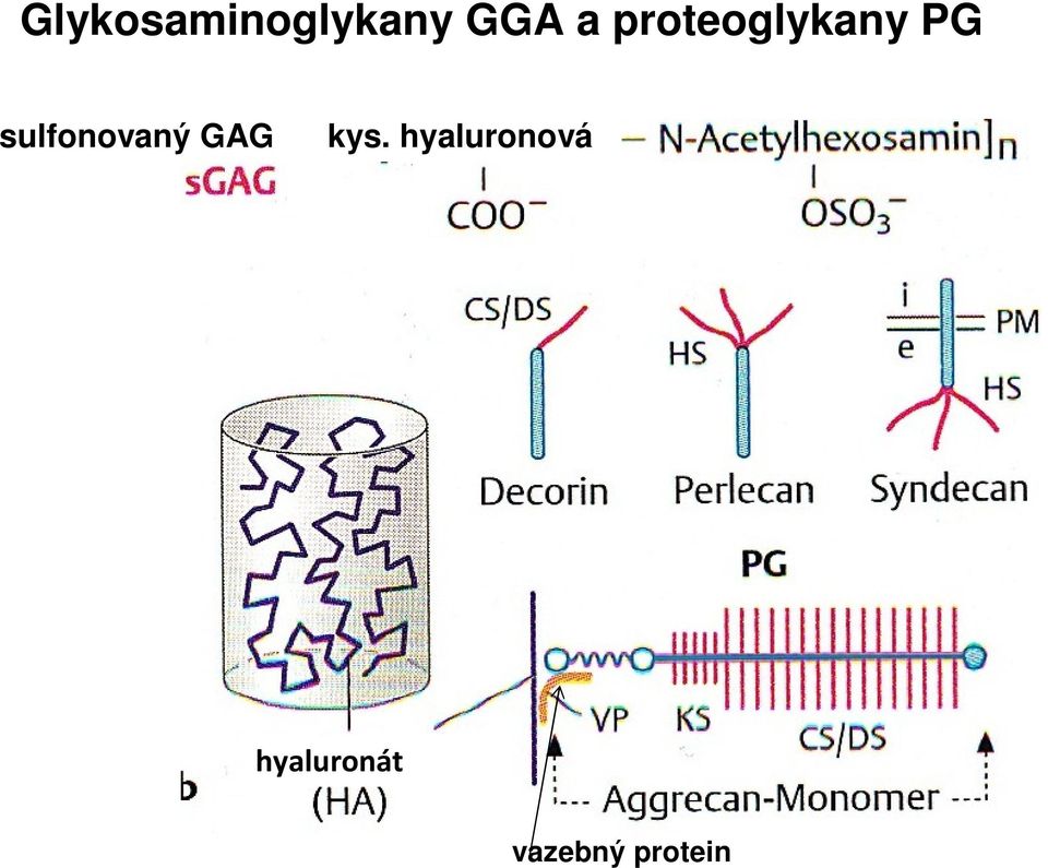 sulfonovaný GAG kys.