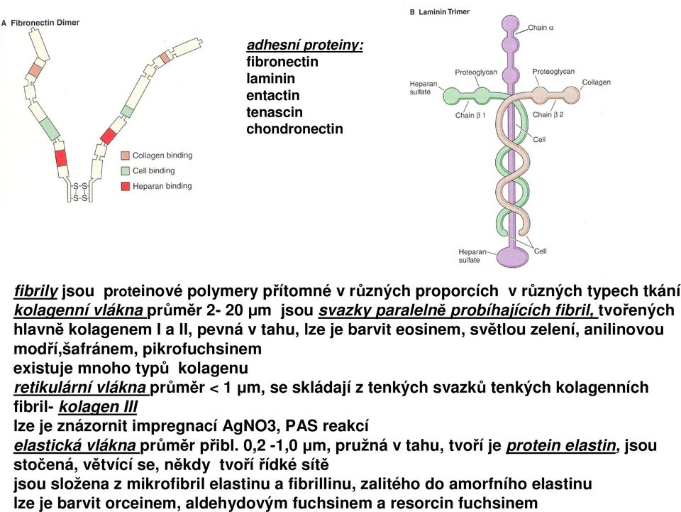 retikulární vlákna průměr < 1µm, se skládají z tenkých svazků tenkých kolagenních fibril- kolagen III lze je znázornit impregnací AgNO3, PAS reakcí elastická vlákna průměr přibl.