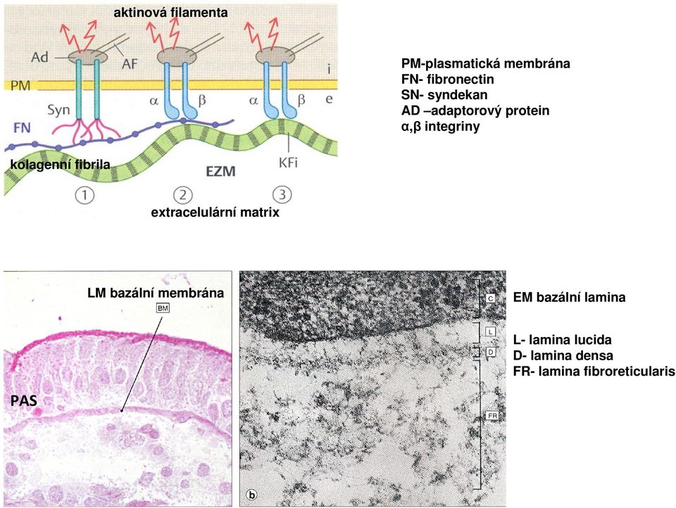 kolagenní fibrila extracelulární matrix LM bazální membrána EM