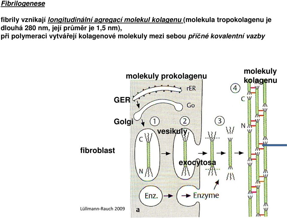 polymeraci vytvářejí kolagenové molekuly mezi sebou příčné kovalentní vazby