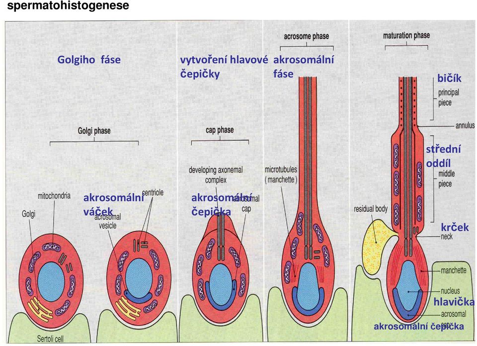 fáse bičík střední oddíl akrosomální