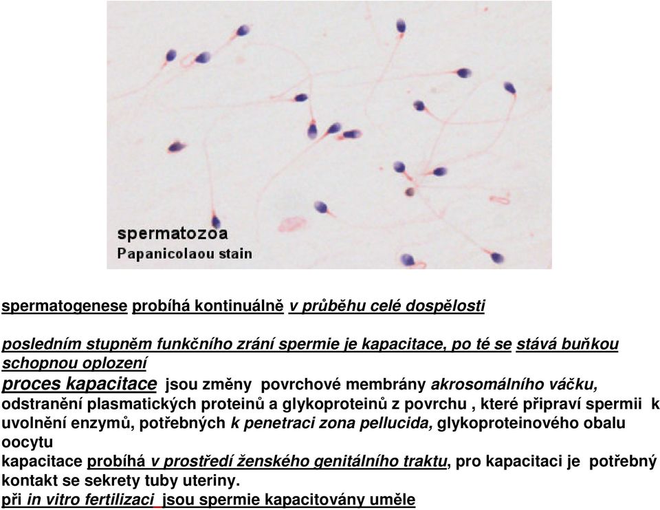 povrchu, které připraví spermii k uvolnění enzymů, potřebných k penetraci zona pellucida, glykoproteinového obalu oocytu kapacitace probíhá v