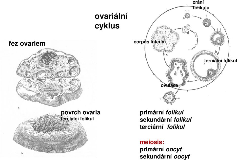 terciální folikul primární folikul sekundární