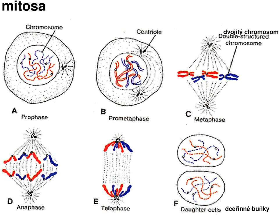 chromosom