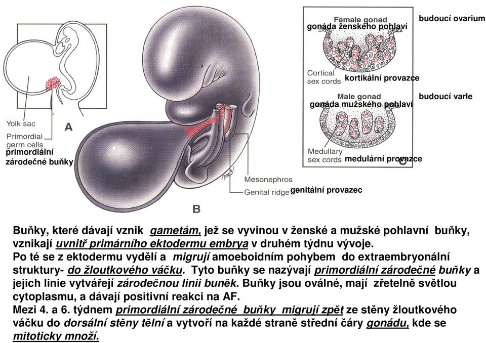 Po té se z ektodermu vydělí a migrují amoeboidním pohybem do extraembryonální struktury- do žloutkového váčku.