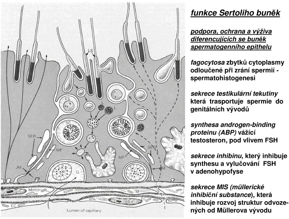 synthesa androgen-binding proteinu (ABP) vážící testosteron, pod vlivem FSH sekrece inhibinu, který inhibuje synthesu a