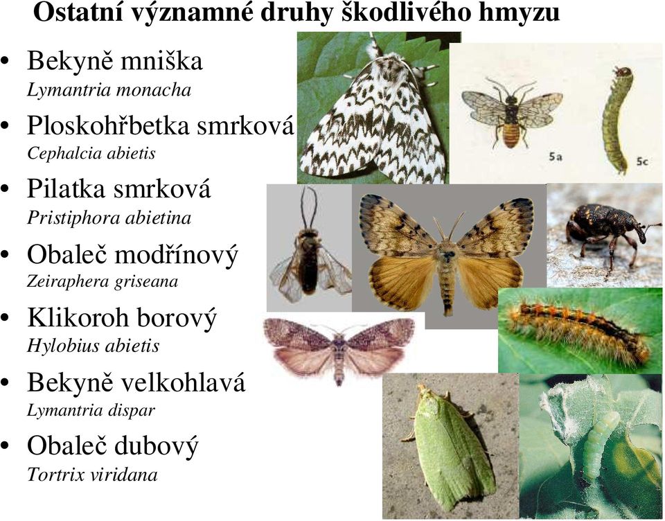 Pristiphora abietina Obaleč modřínový Zeiraphera griseana Klikoroh